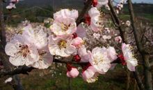 拟人句杏花开了