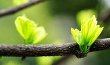 春天植物拟人句