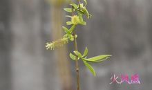 柳树发芽拟人句