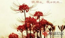 有关于彼岸花的句子