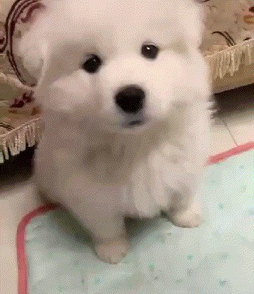 小狗的寓言