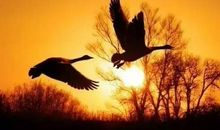 有关大雁的古诗词