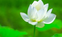 荷花开放比喻句