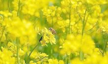 蜜蜂像什么比喻句