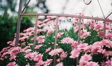 有诗意的爱情短句