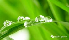 关于露珠比喻句