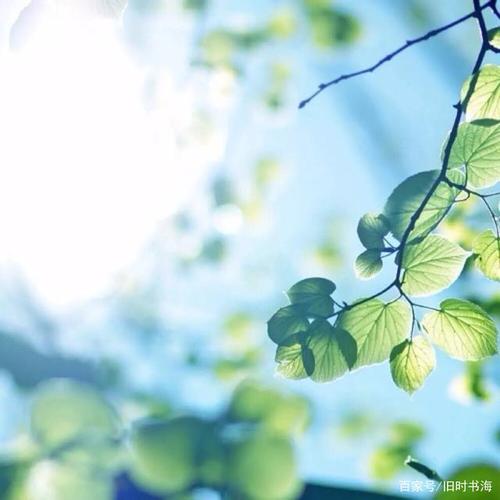 牵牛花的拟人化句子