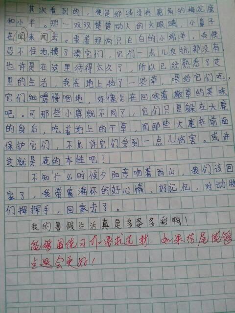 动物写作句子