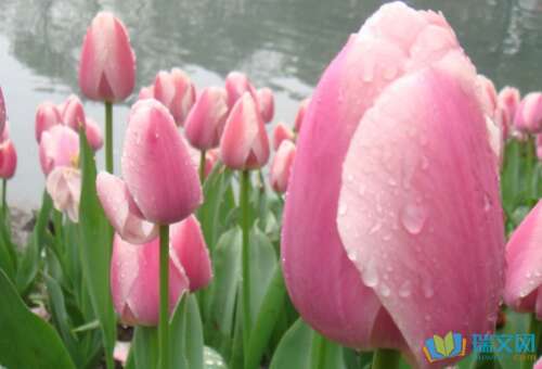春季花卉素描