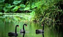 癞蛤蟆想吃天鹅肉歇后语