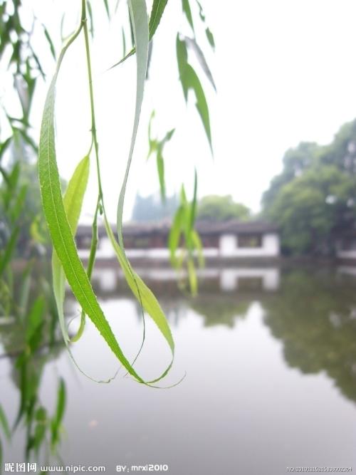 柳叶隐喻