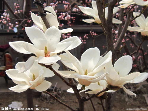 木兰