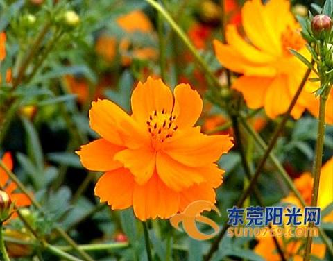 十月金色秋天的祝福