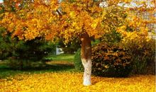 秋天的景色的句子