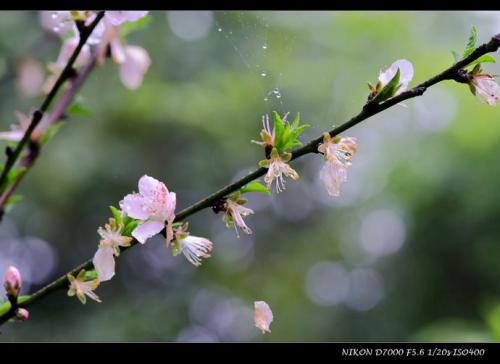 春雨