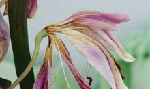 形容花枯萎的哀伤句子,花枯萎了伤感的句子诗句