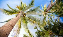 椰子树的比喻句