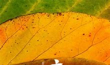 立秋搞笑祝福语