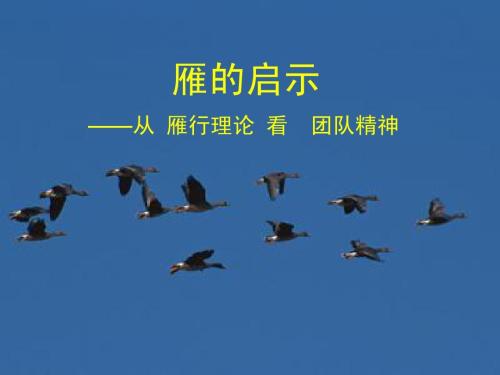 大雁