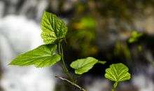 树枝发芽拟人句