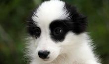 描写狗的外貌的句子