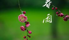 关于春雨句子