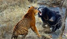 动物的名称歇后语