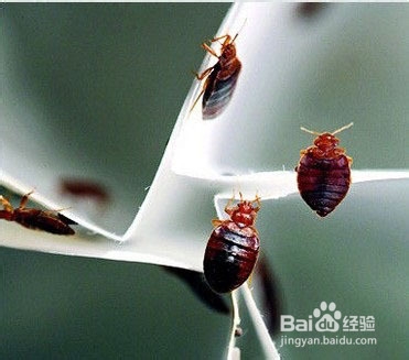me瓜子和虫子出来