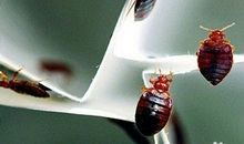 嗑瓜子嗑出臭虫来歇后语