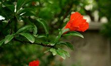 写石榴的比喻句