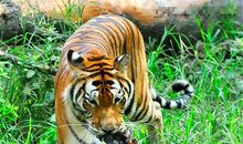 老虎嘴里拔牙歇后语