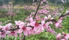 描写早春寒冷的句子