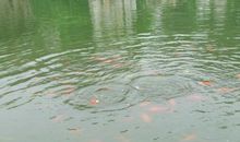 描写雨中美景的句子