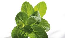 有关薄荷的句子