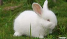 形容兔子比喻句