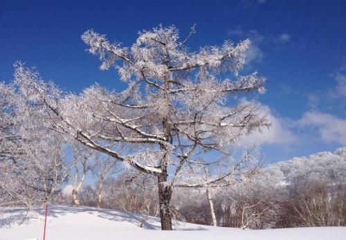 写一句雪