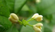 用桂花写比喻句