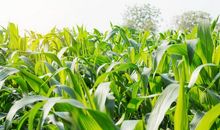 玉米叶子比喻句