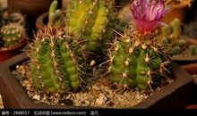 仙人球的比喻句