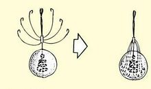 大同小异造句大全