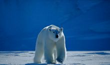 人和动物之间名句