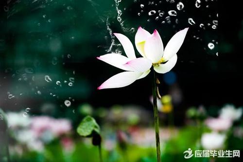 关于夏莲的诗