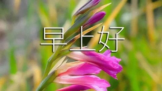 早上问候