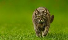 春天的动物句子