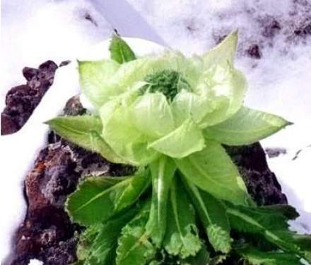 雪莲句
