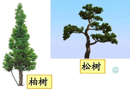 赞美松树