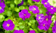 喇叭花的比喻句