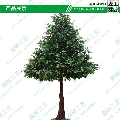 用榕树写隐喻