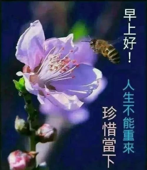 早上好朋友