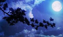 描写夜晚寂静的句子